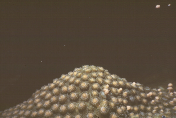 Star coral spawning sequence A, 1 of 5