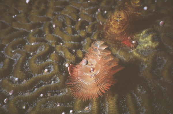 Spawning brain coral with Christmas tree worm
