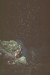 Wide angle of coral spawning