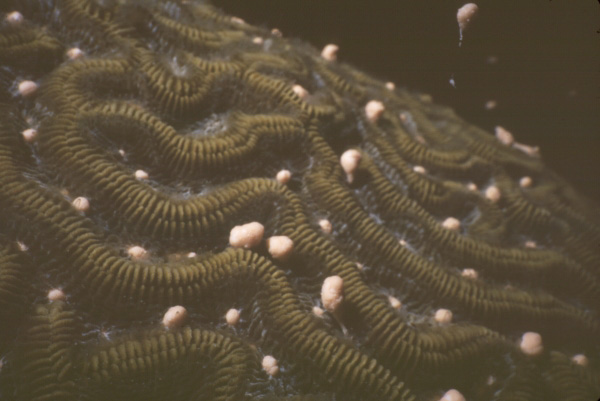 Large-grooved brain coral (Colpophyllia natans) spawning