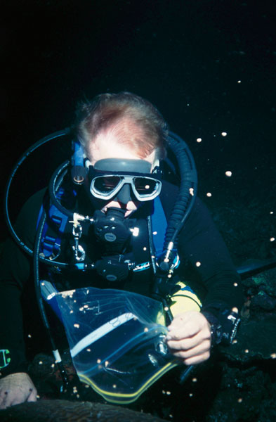 Aquarium diver collecting coral gametes
