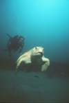 Loggerhead turtle and diver at "Three Barges" Pensacola, Florida