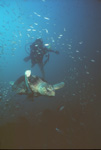 Loggerhead turtle at "Three Barges" Pensacola, Florida